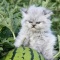 【画像あり】スイカに親を頃された猫、見つかるｗｗｗｗｗｗｗｗｗｗｗｗ