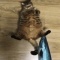 【笑いと癒し】ねこちゃんgif貼って