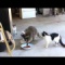 ?家にアライグマが出現?