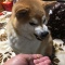 【画像あり】スイカに親を頃された猫、見つかるｗｗｗｗｗｗｗｗｗｗｗｗ