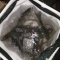 東海で海釣り～秋ポケモンは嫁に食わすな～