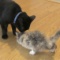 【ネコ】大きな足のちっちゃな子猫を救うためにコミュニティが集結