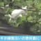 逃走2か月…線路沿いの斜面に迷い込んだ子ヤギ、好物の「芋」をおとりに捕獲へｗｗｗｗｗ