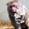 イソコ42歳、ギネス認定