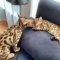 室内飼いのネコちゃんも気を付けたい　命に関わることもある病気「フィラリア症」
