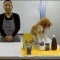 【ほっこり】犬動画見て癒やされよう