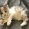 【ネコ】大きな足のちっちゃな子猫を救うためにコミュニティが集結