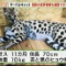 サーバルちゃんが行方不明になって５日目…